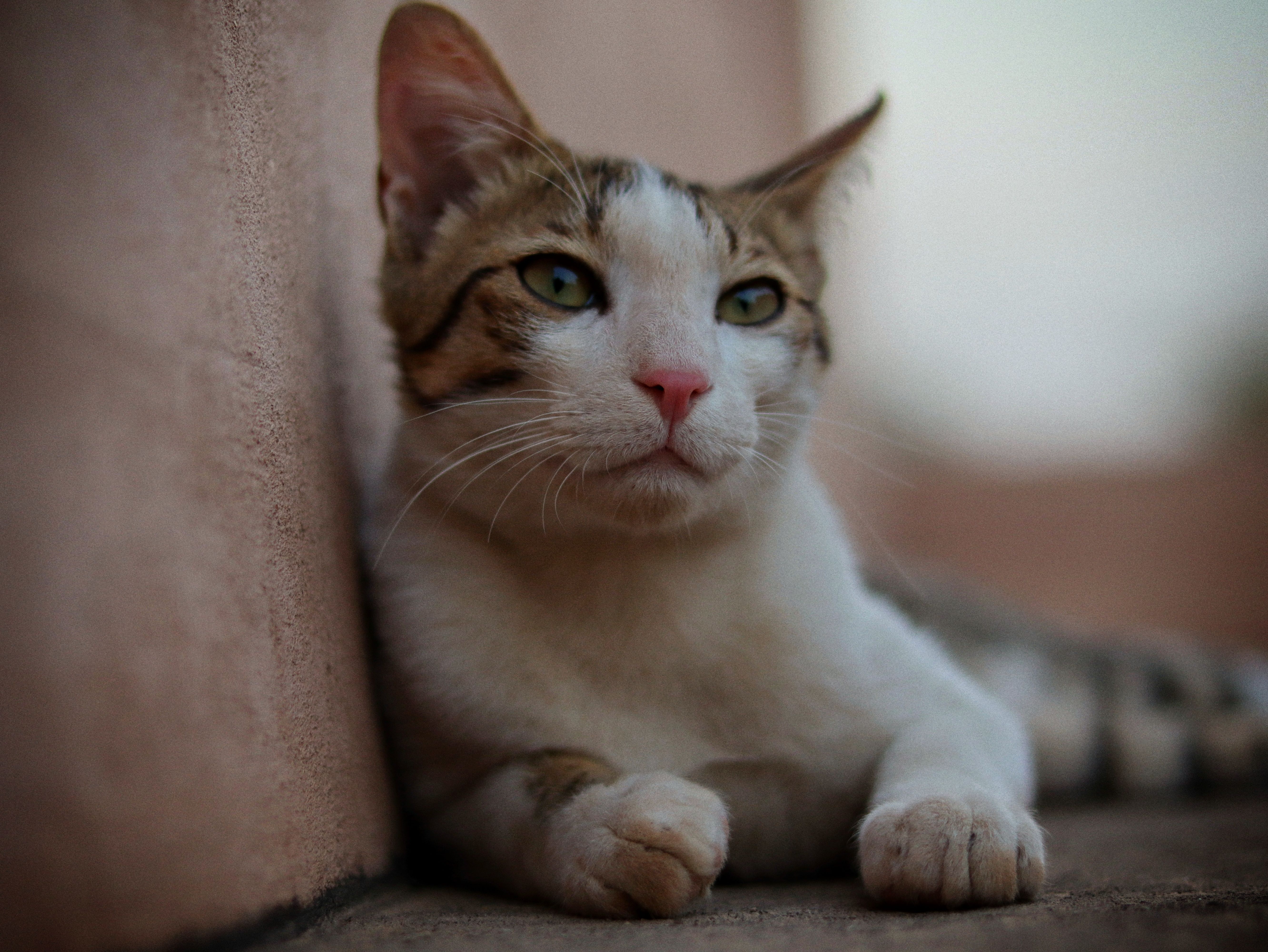 Portrait of a cat at a veterinary clinic