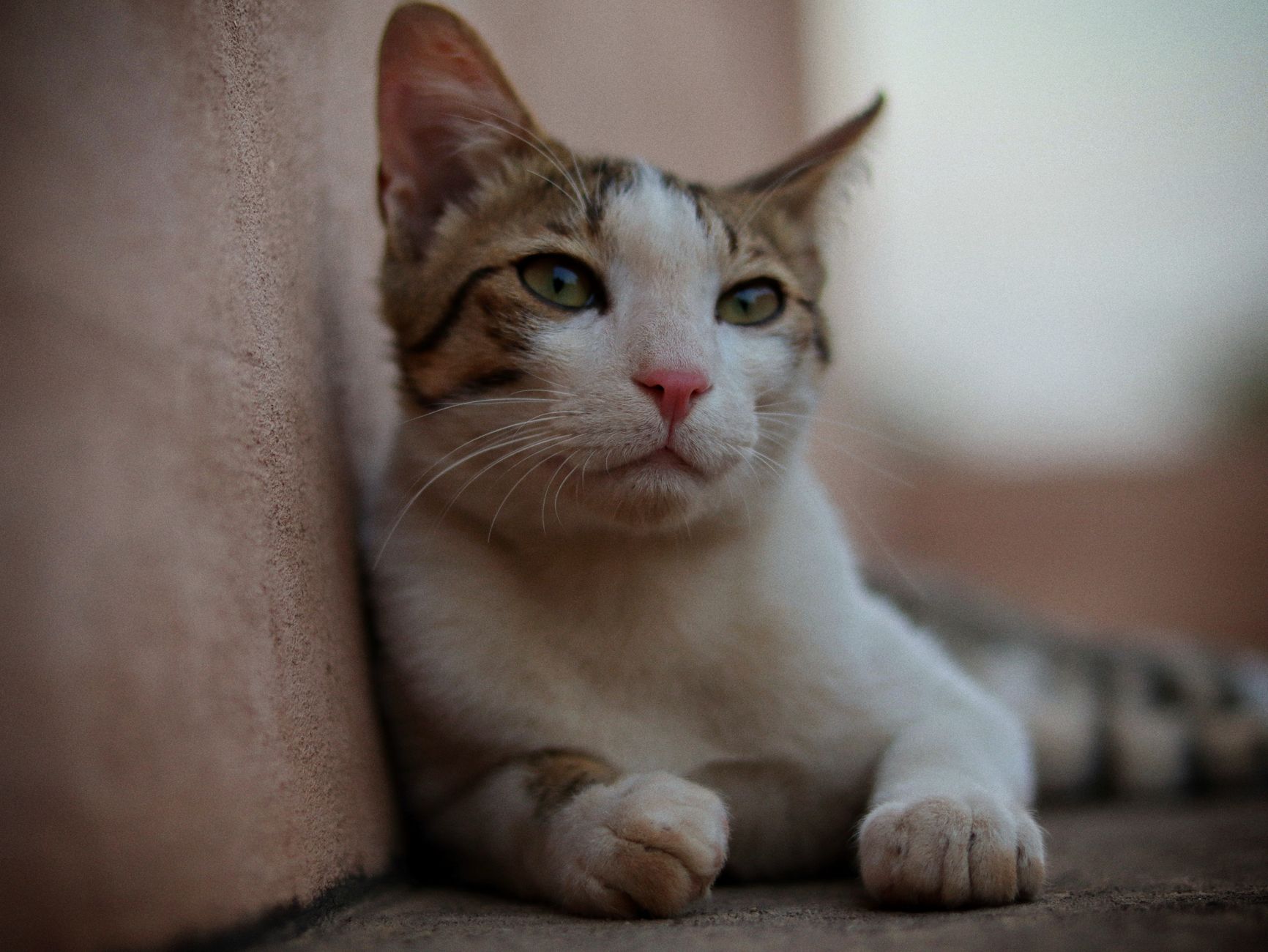 Portrait of a cat at a veterinary clinic