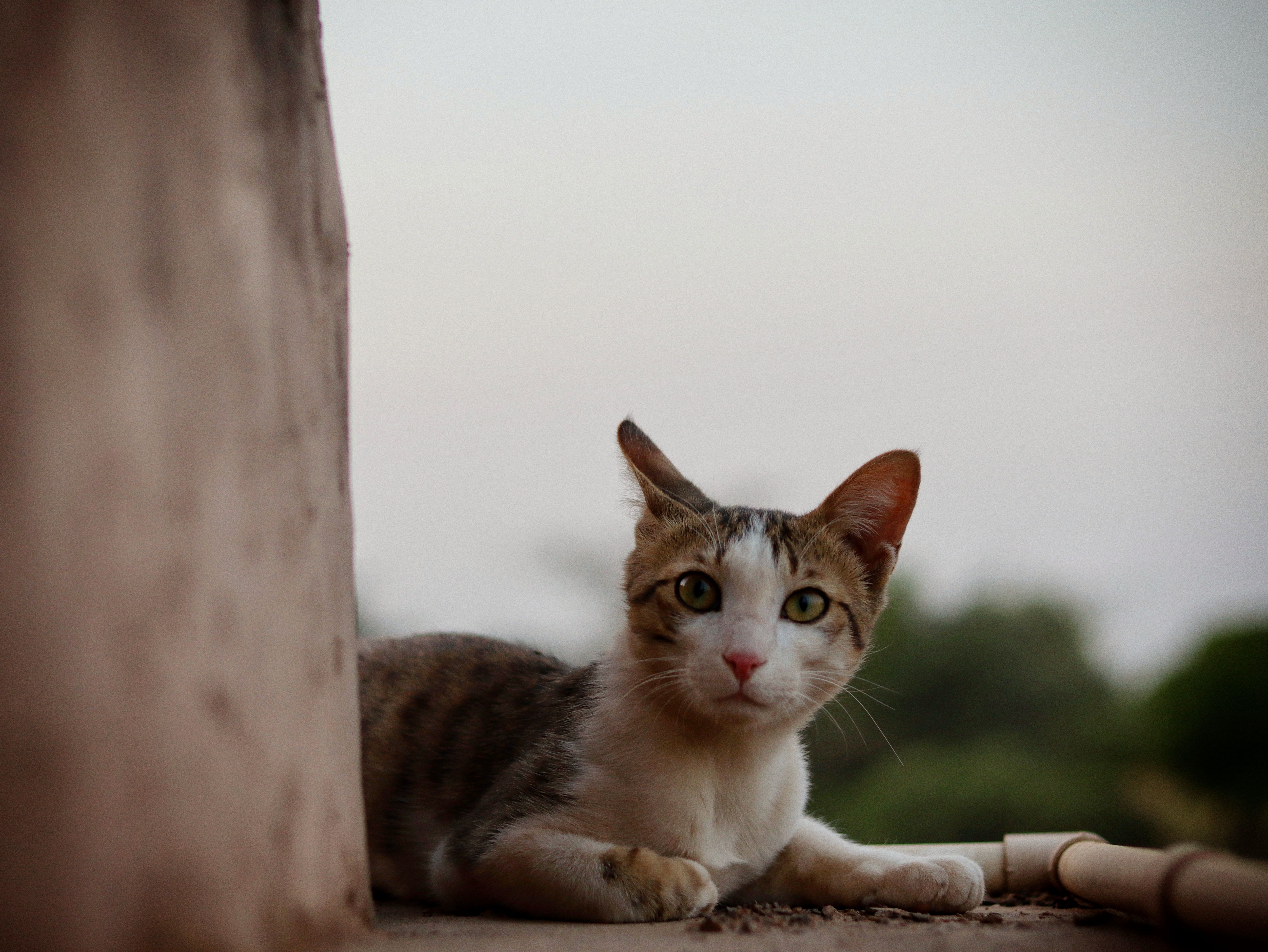 Portrait of a cat at a veterinary clinic