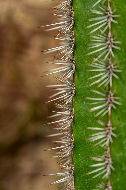 Close-up of Cactus Spines in Botanical Garden  Free Stock Photo