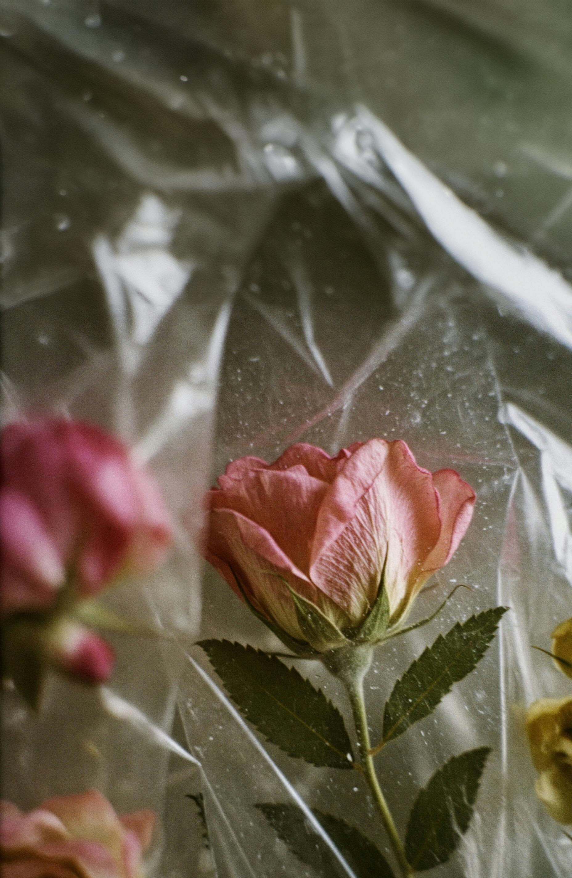 A close-up of delicate pink roses wrapped in clear plastic conveying elegance and fragility.