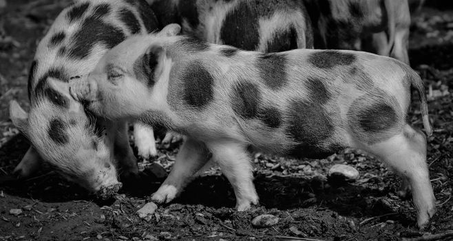 Close-up of spotted piglets on a farm, captured in stunning black and white photography.
