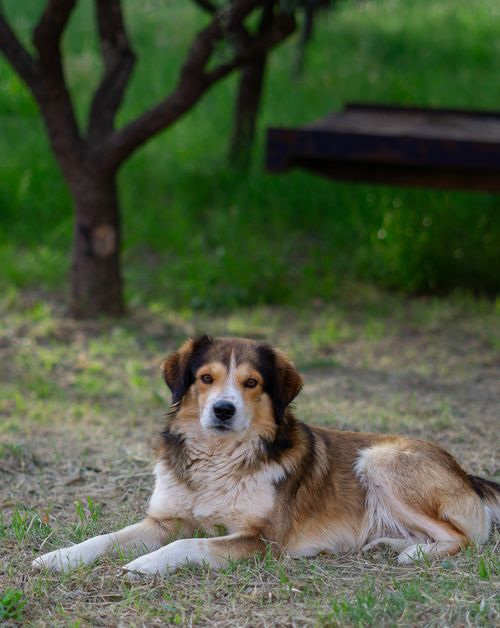 Free A serene dog lies comfortably on green grass in a sunny park. Stock Photo