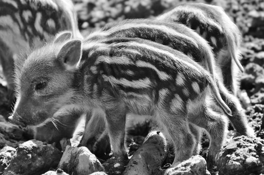 Close-up of wild boar piglets in a natural setting, captured in black and white.