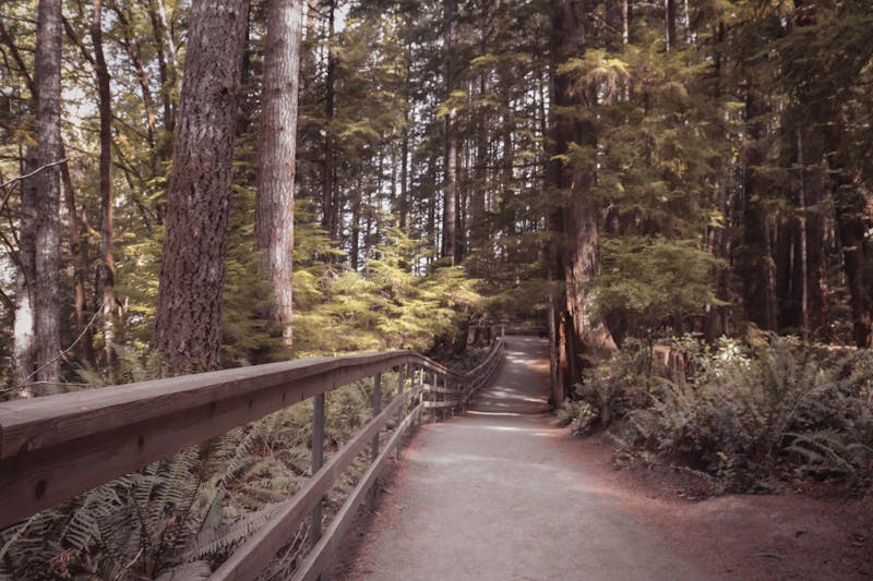 https://images.pexels.com/photos/32098960/pexels-photo-32098960/free-photo-of-serene-forest-pathway-in-tranquil-woods.jpeg?w=800&h=600&fit=crop