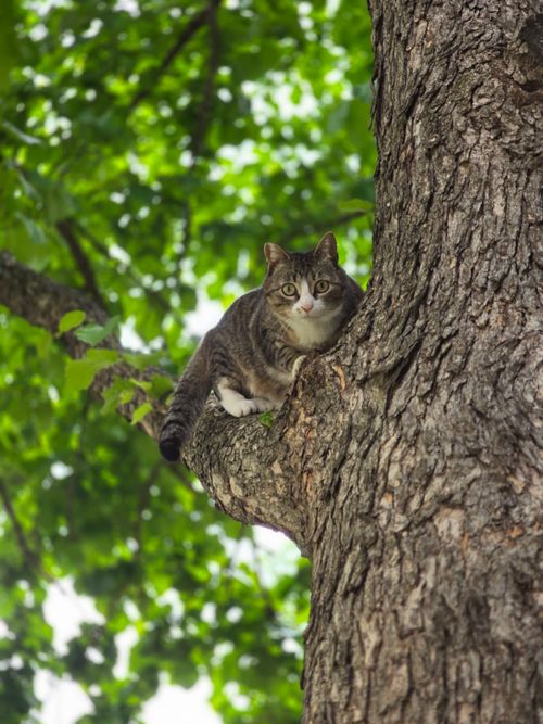 Free A curious tabby cat positioned on a tree branch surrounded by lush green leaves. Stock Photo