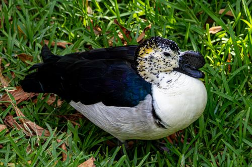 Free Close-up of a Knob-billed Duck resting on lush green grass in natural light. Stock Photo