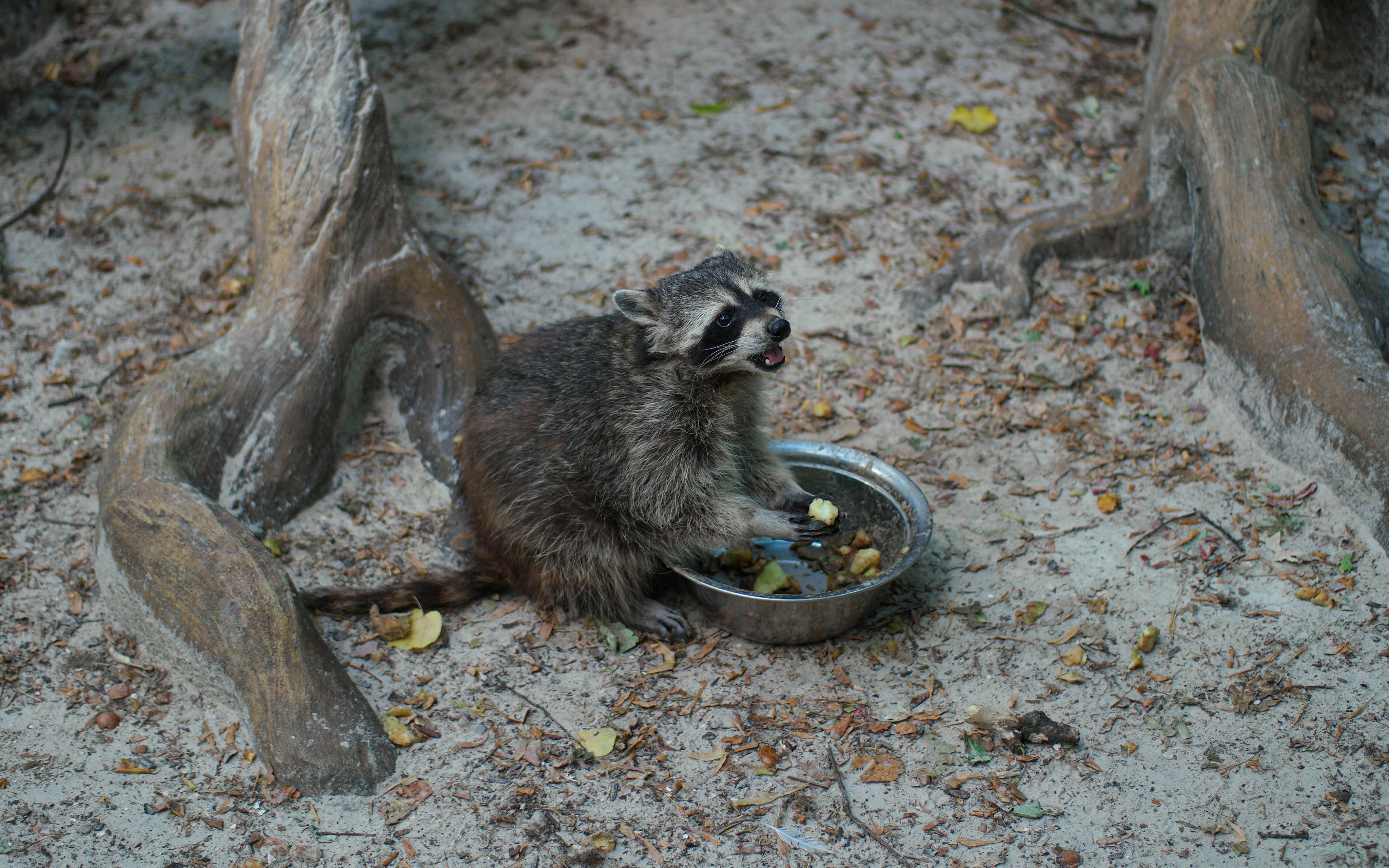 Guaxinim Fofo Comendo Em Habitat Natural · Foto profissional gratuita