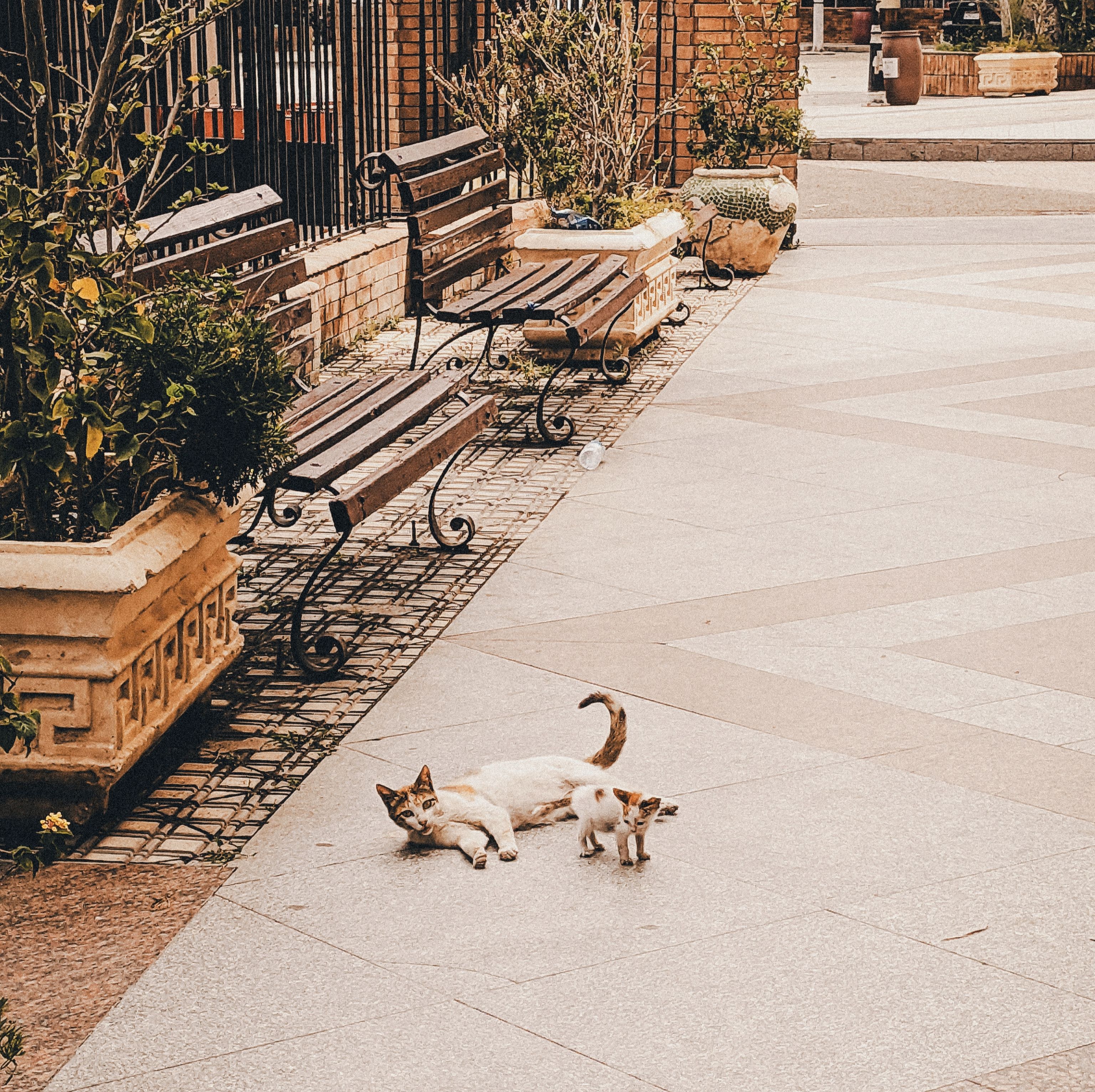Ancient Palaces, a Cat Café, and KPop Demon Hunters—the Perfect Family Travel Itinerary for South Korea — Photo by Abdelrhman