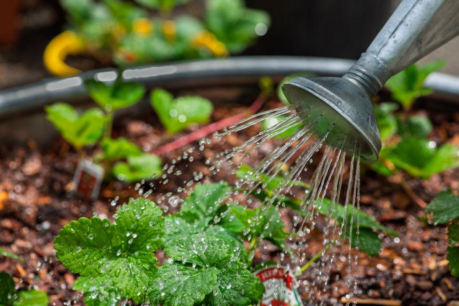 Can I Use Smart Water Box for Both Rainwater and Well Water Filtration?