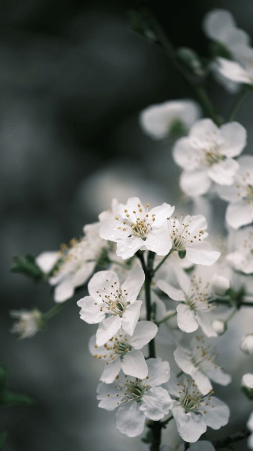 Free Close-up of delicate white cherry blossoms on a tree branch, capturing the essence of spring. Stock Photo