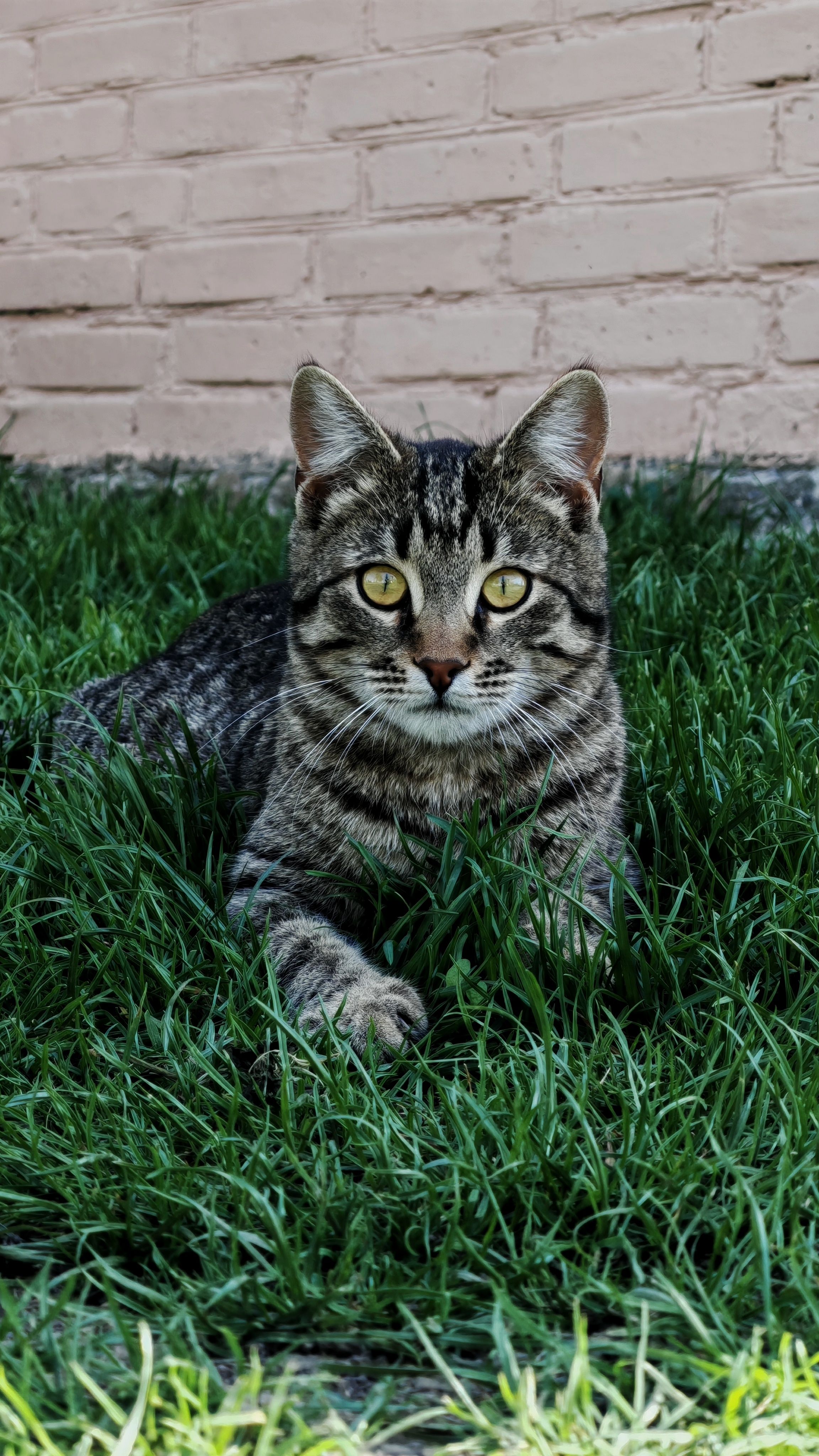 Tabby Cat Relaxing on Green Grass Outdoors · Free Stock Photo