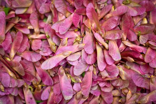 Free Close-up of vibrant pink maple tree samaras creating a textured natural backdrop. Stock Photo