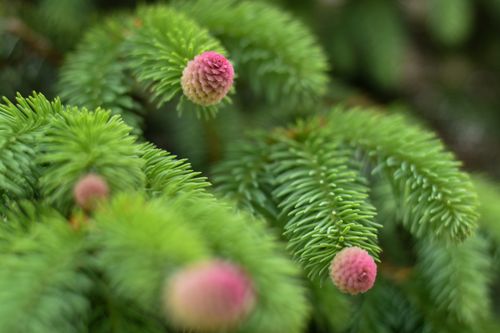 Free Close-up of young spruce pinecones with green needles, showcasing nature's vibrant colors. Stock Photo
