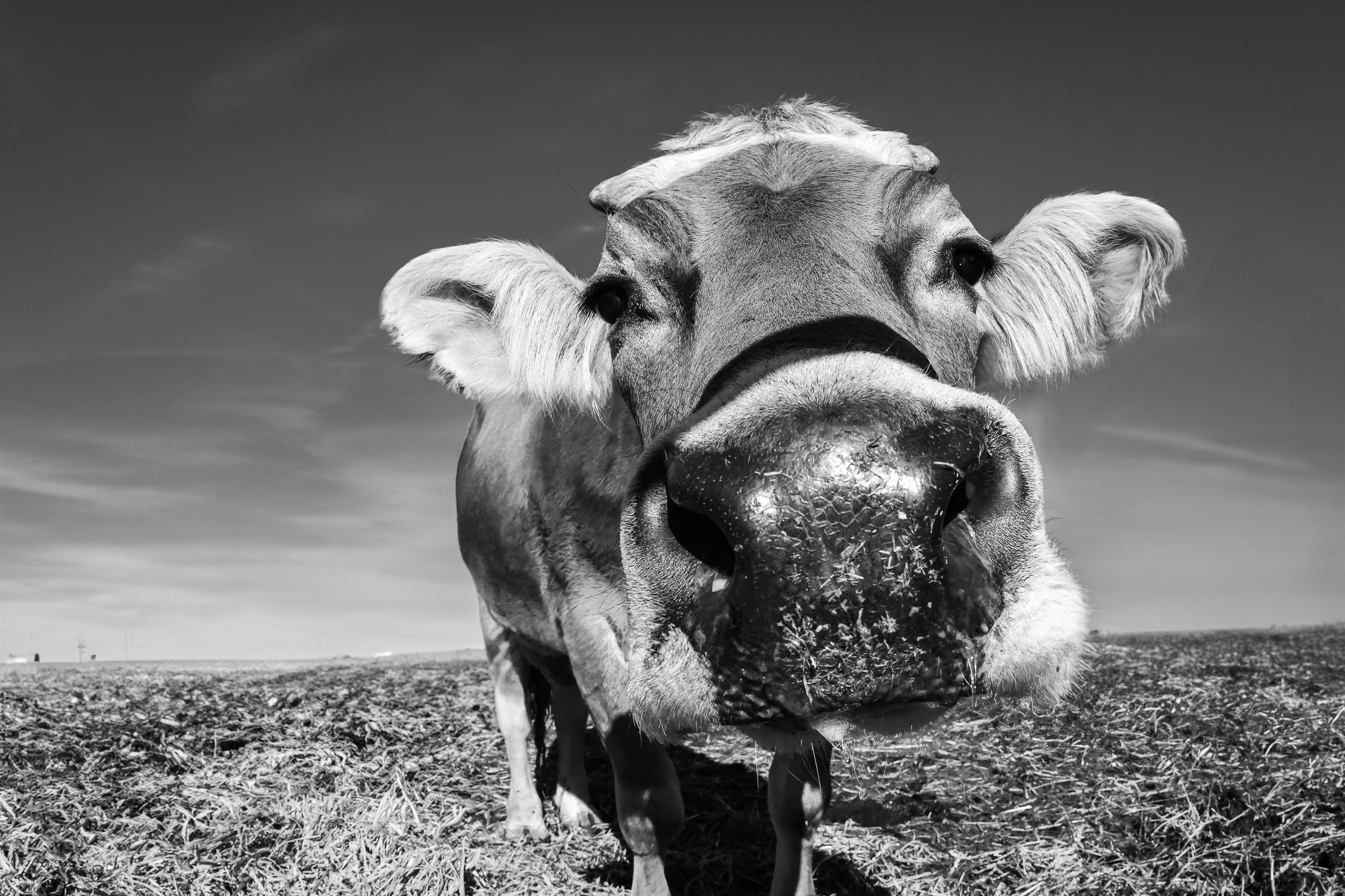 Close-up Black and White Cow in Field · Free Stock Photo