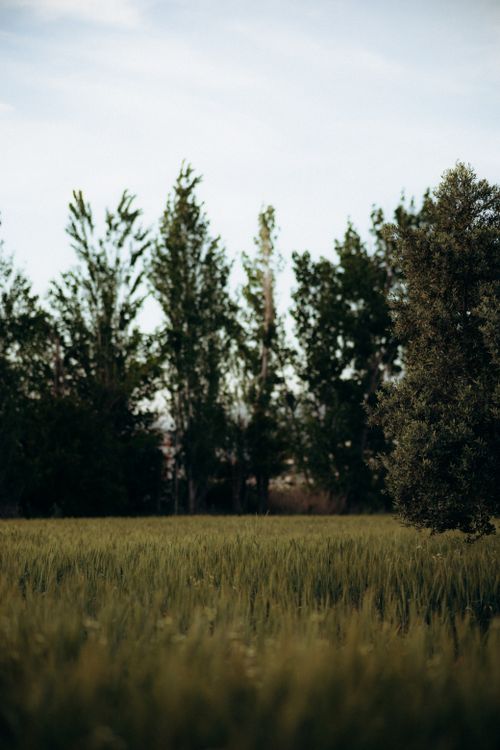 Free A tranquil image of a green field with a horizon of trees under a clear sky, perfect for nature themes. Stock Photo