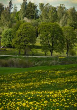 A tranquil scene of lush greenery and blooming dandelions in a spring meadow.