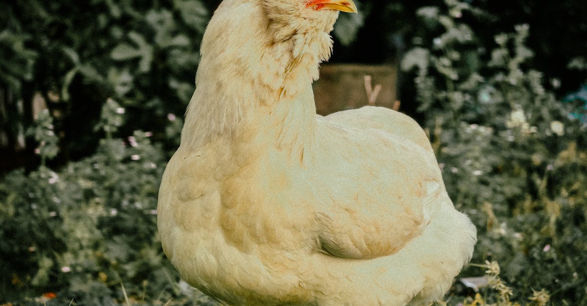 你該知道的2026年3月13日Disney+和Hulu新內容,公雞與醫療事故交