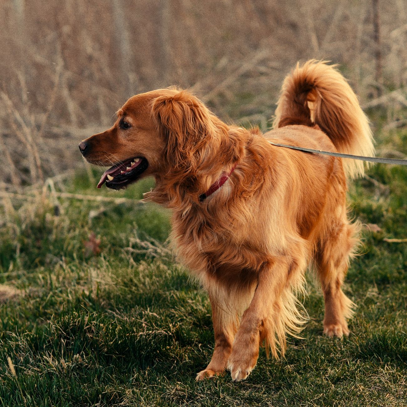 Golden Retriever enjoying a walk on a leash outdoors in Toronto, Canada.