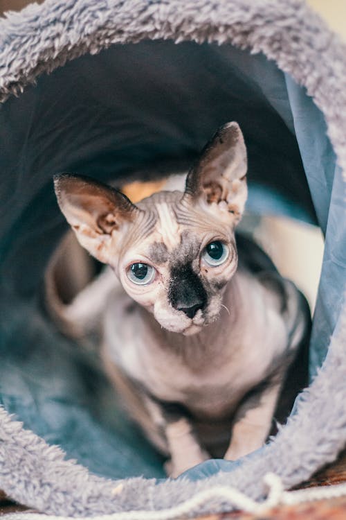 Gato Sphynx