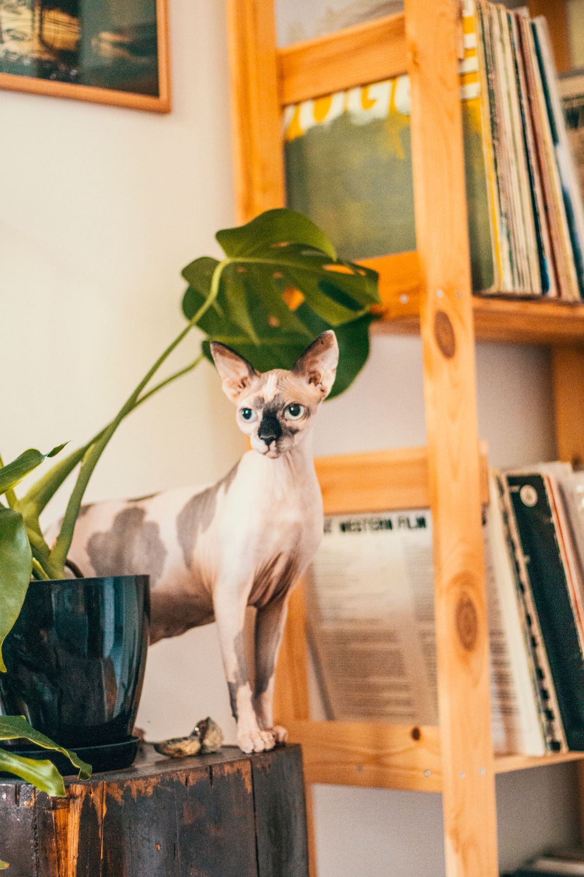 Chat sphynx nu aux grandes oreilles debout sur un meuble en bois près d'une plante verte