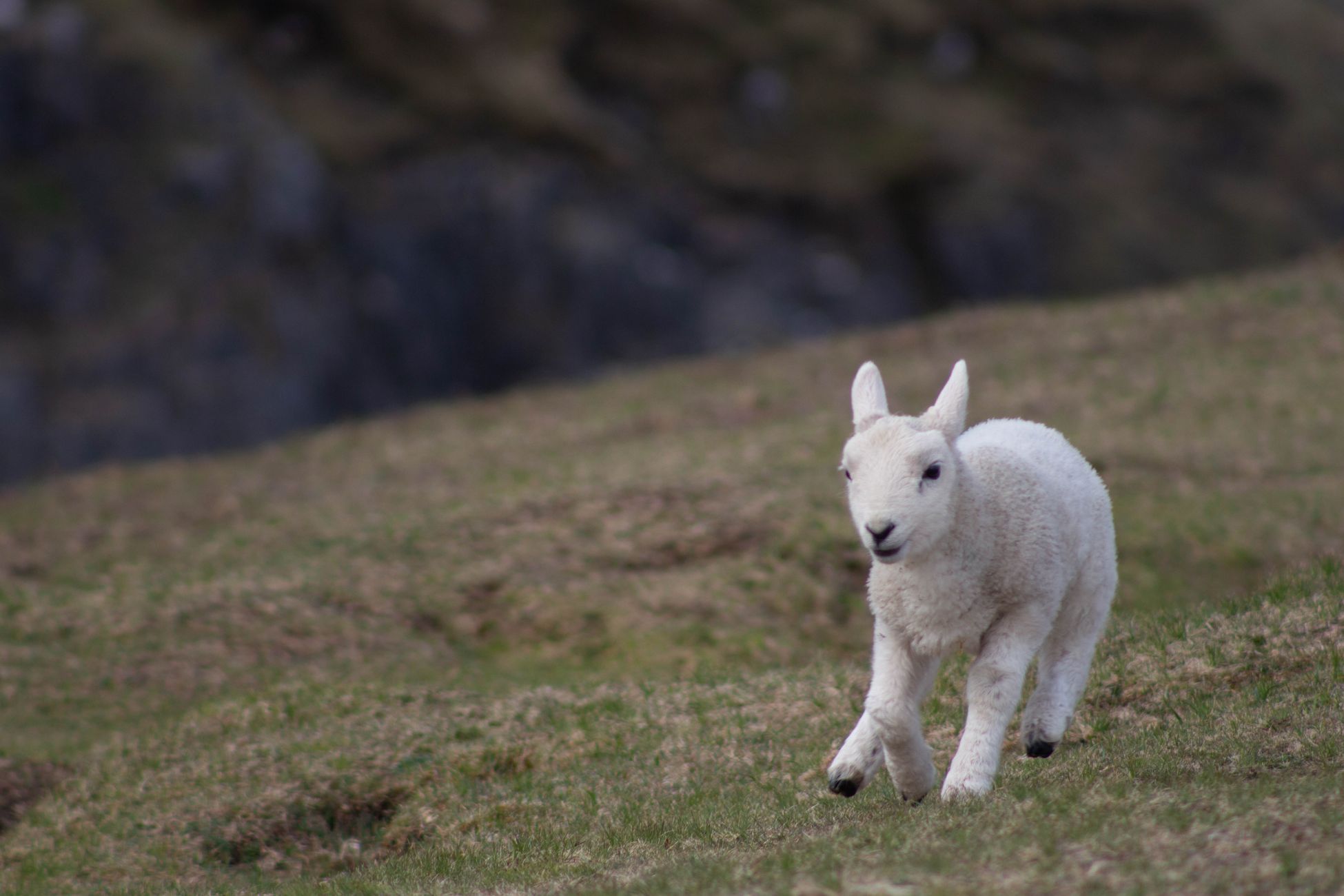 Snapchat-hype: schapen opgejaagd in Heerenveen