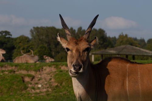 Free A stunning eland antelope captured in a wildlife park in Stirling, Scotland, with a lush green backdrop. Stock Photo