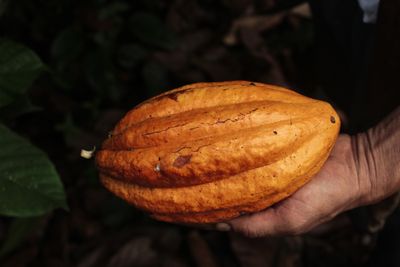 Cacao & chocolate