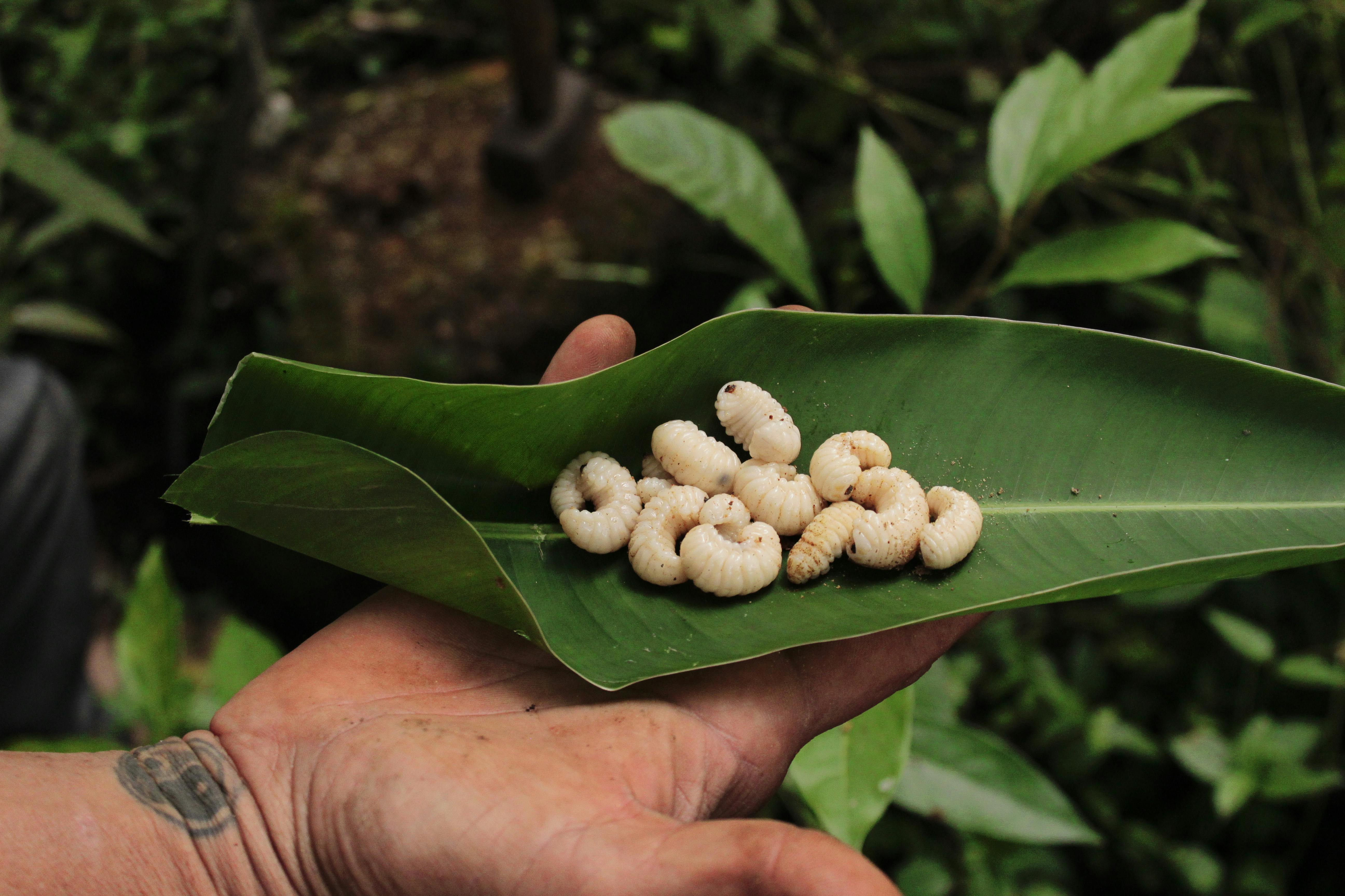 Sollte Deutschland Forschung zu Insekten als Lebensmittel aktiv fördern – oder bleibt das nur was für mutige Pioniere?