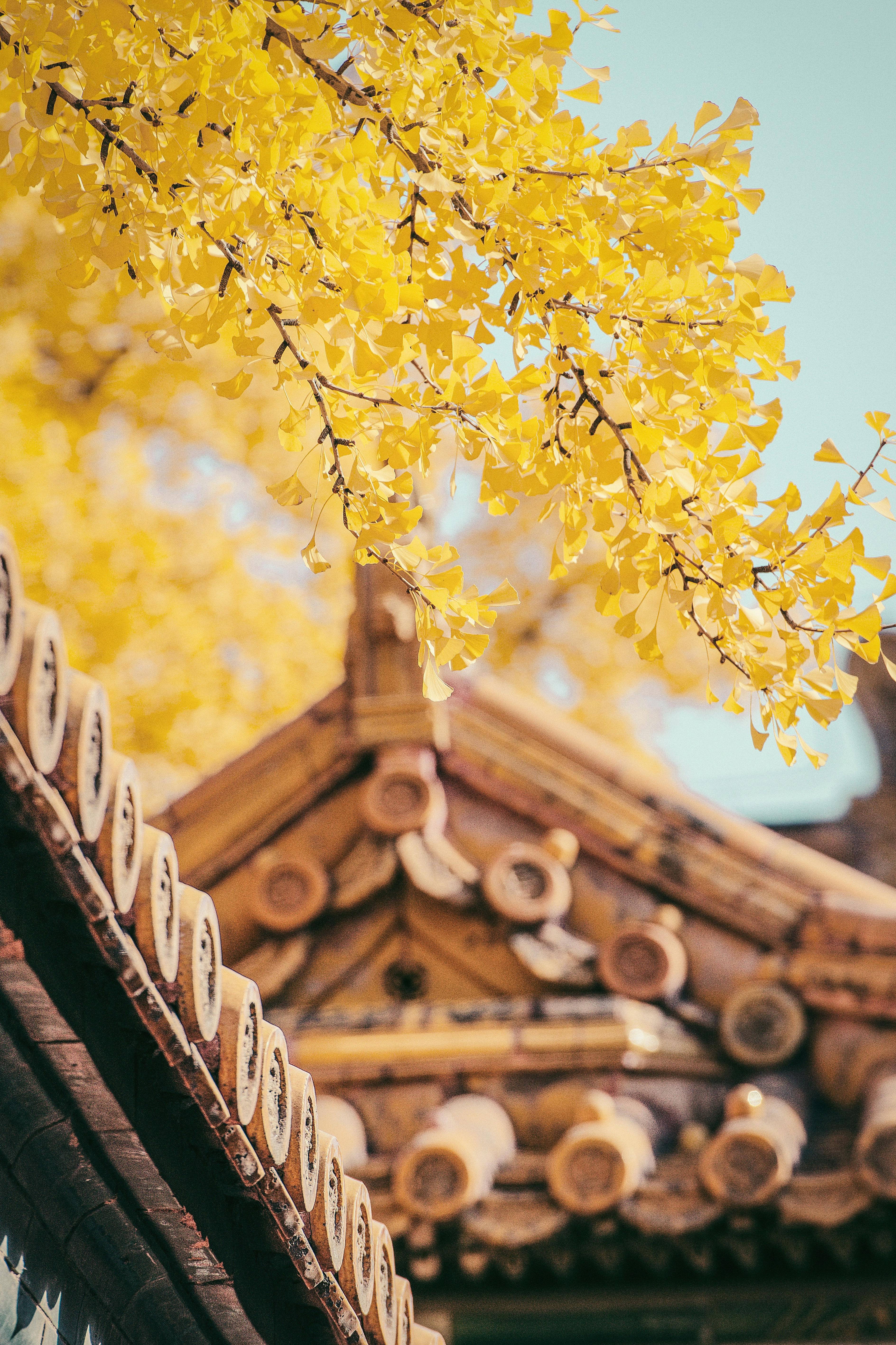 yellow trees and brown roof