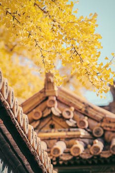 黄色的银杏叶与北京传统的木制屋顶形成了鲜明对比