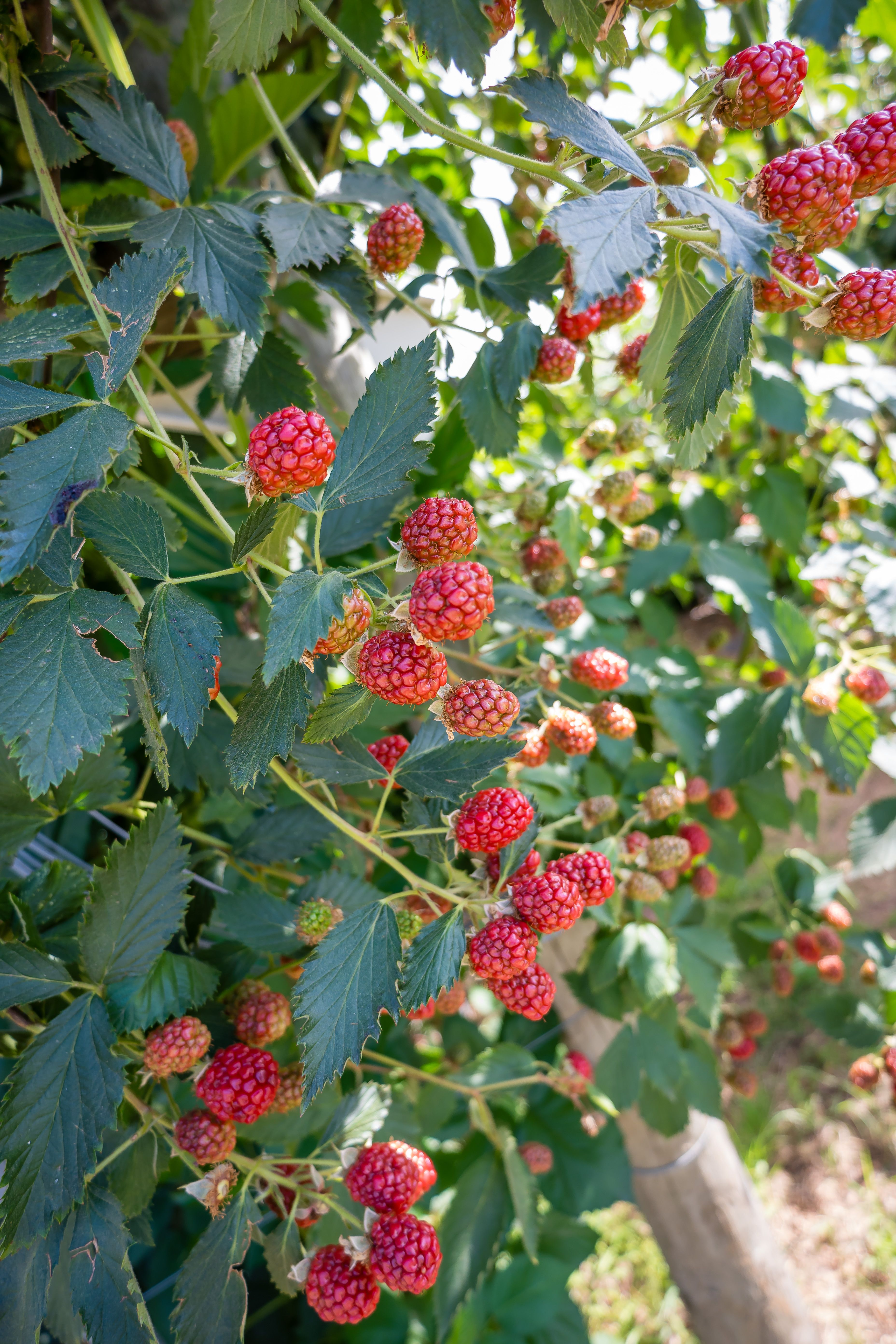 Rubus Matematic Photos, Download The BEST Free Rubus Matematic Stock ...
