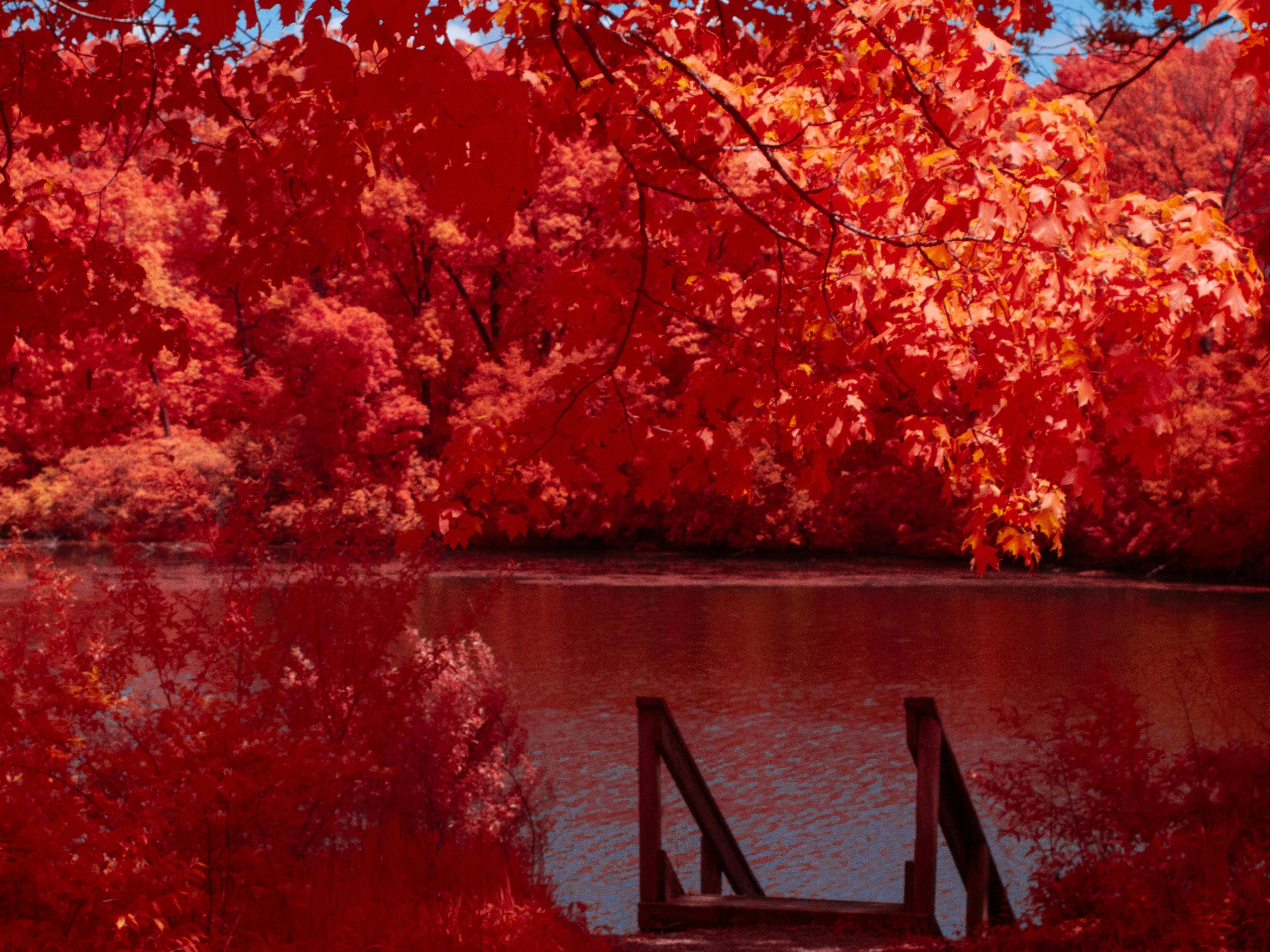 A stunning view of bright red autumn foliage surrounding a serene lake with a wooden pier.