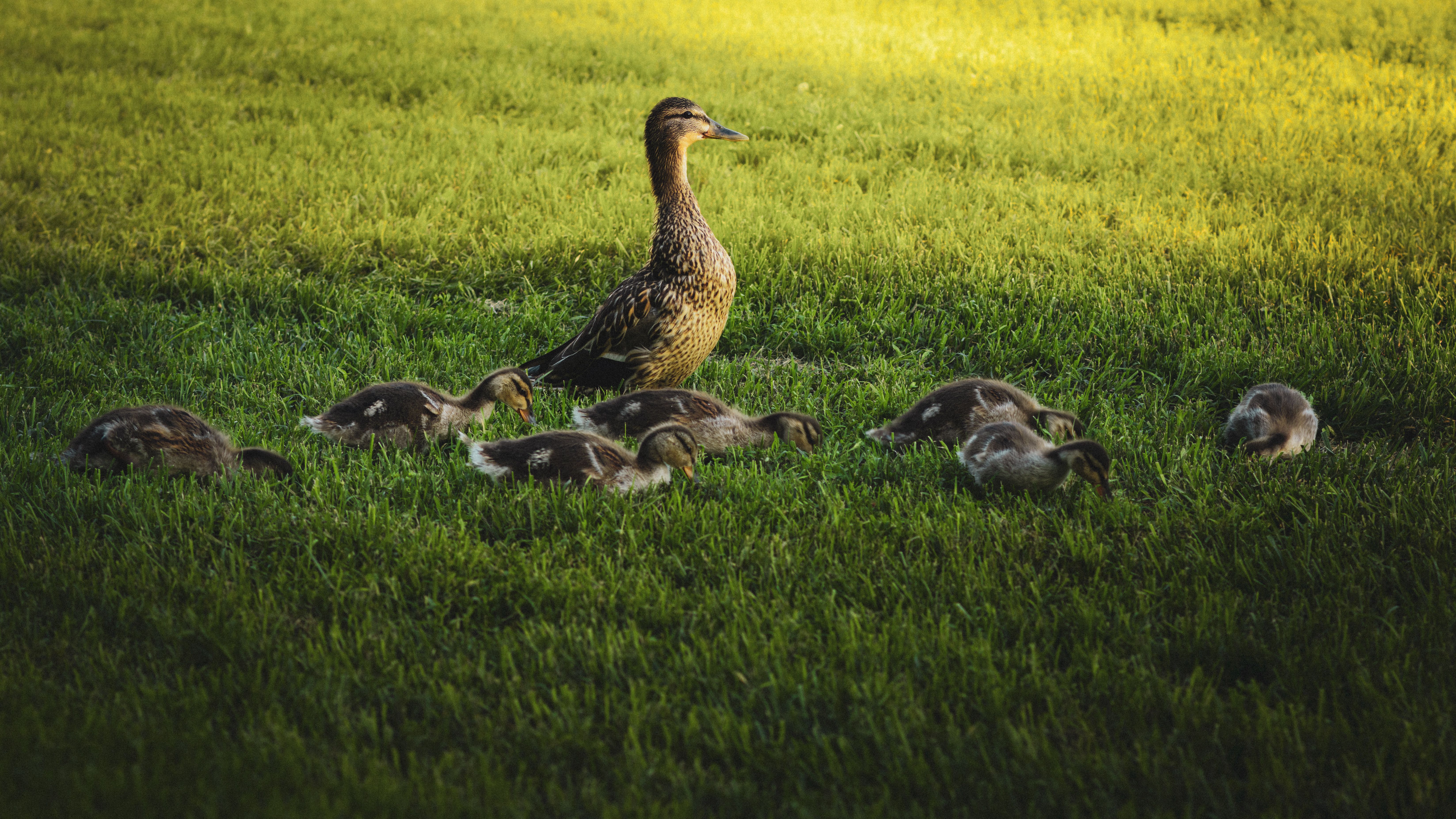 al horno de magret de pato descongelar