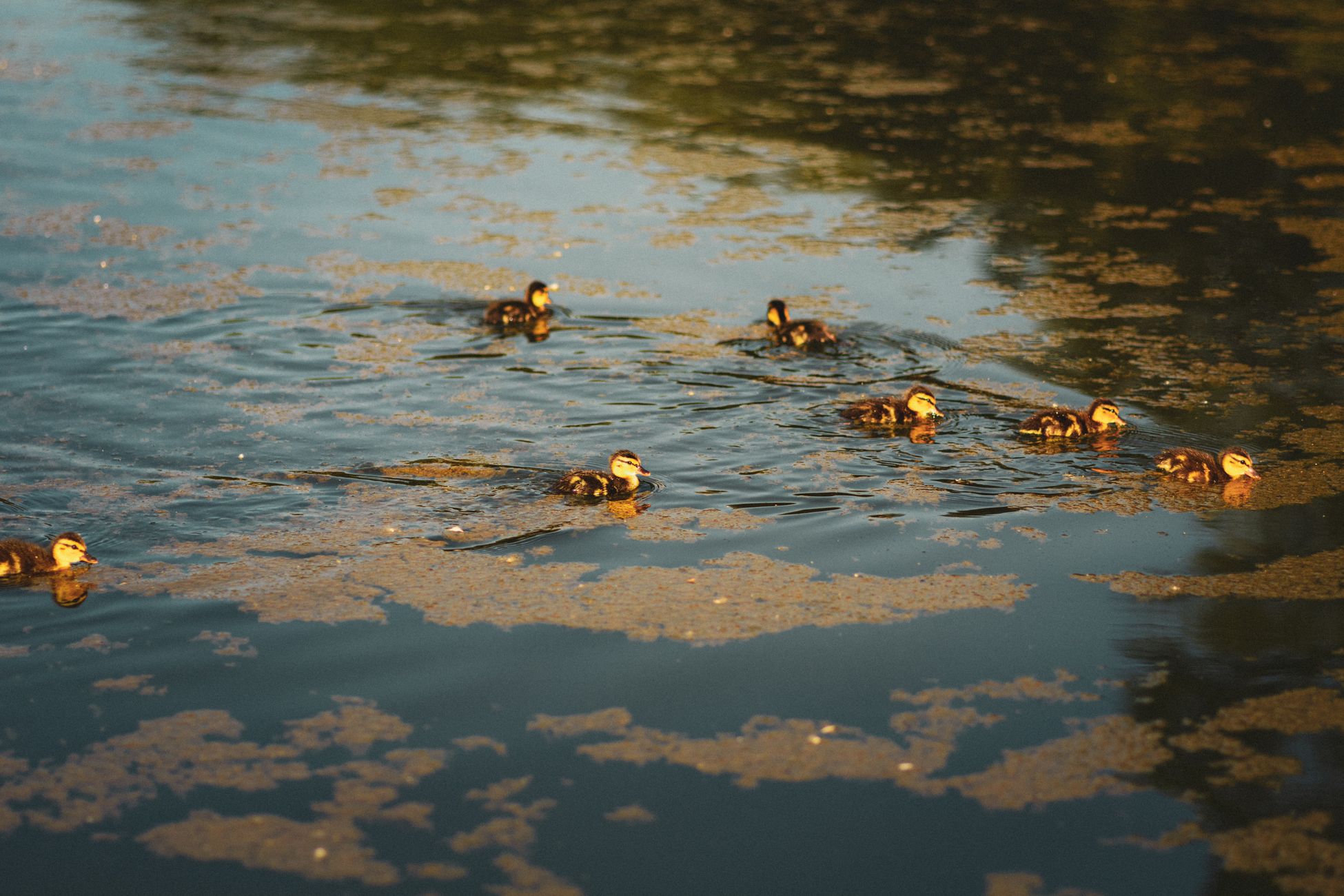 Dead duckling found in Washington's Reflecting Pool amid algae bloom