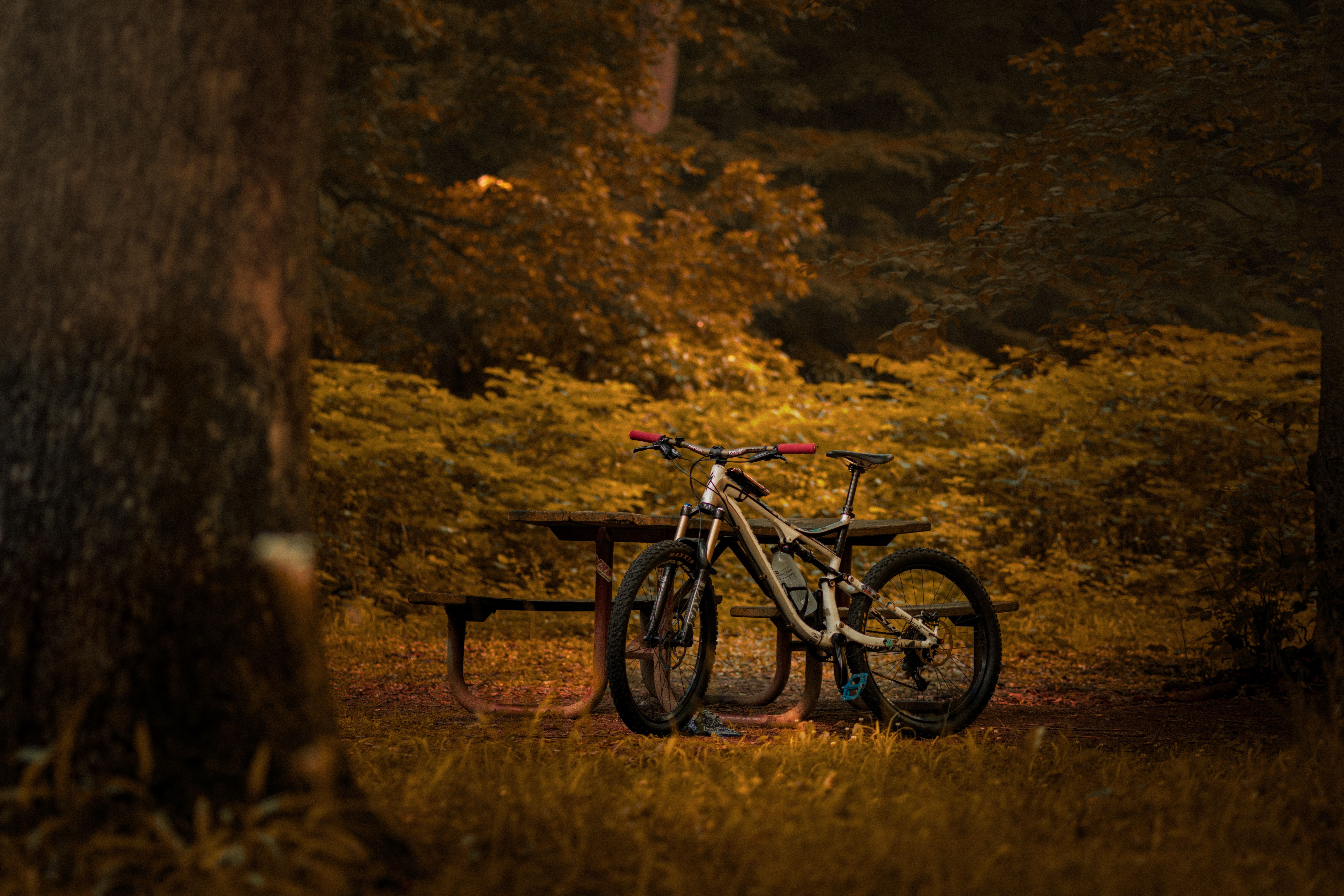 A bicycle rests by a picnic table in a scenic autumn forest setting.