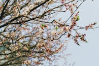 Cherry Blossoms in Spring, Seoul