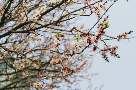 Beautiful cherry blossoms in full bloom during springtime in Seoul.