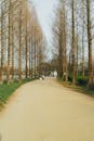 Serene Pathway in Seoul's Springtime Park
