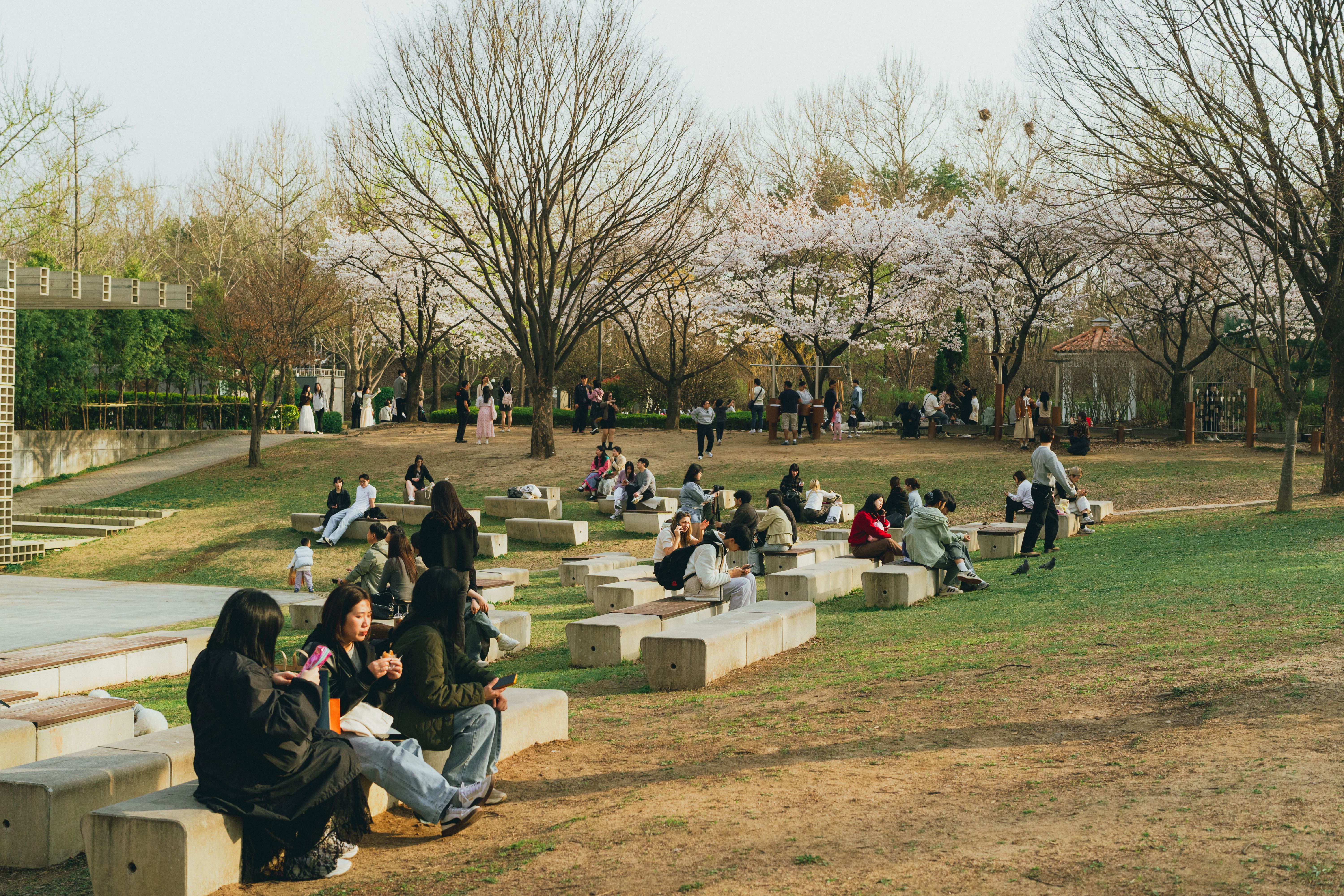 People enjoying a spring day under cherry blossoms in a Seoul park, Korea.