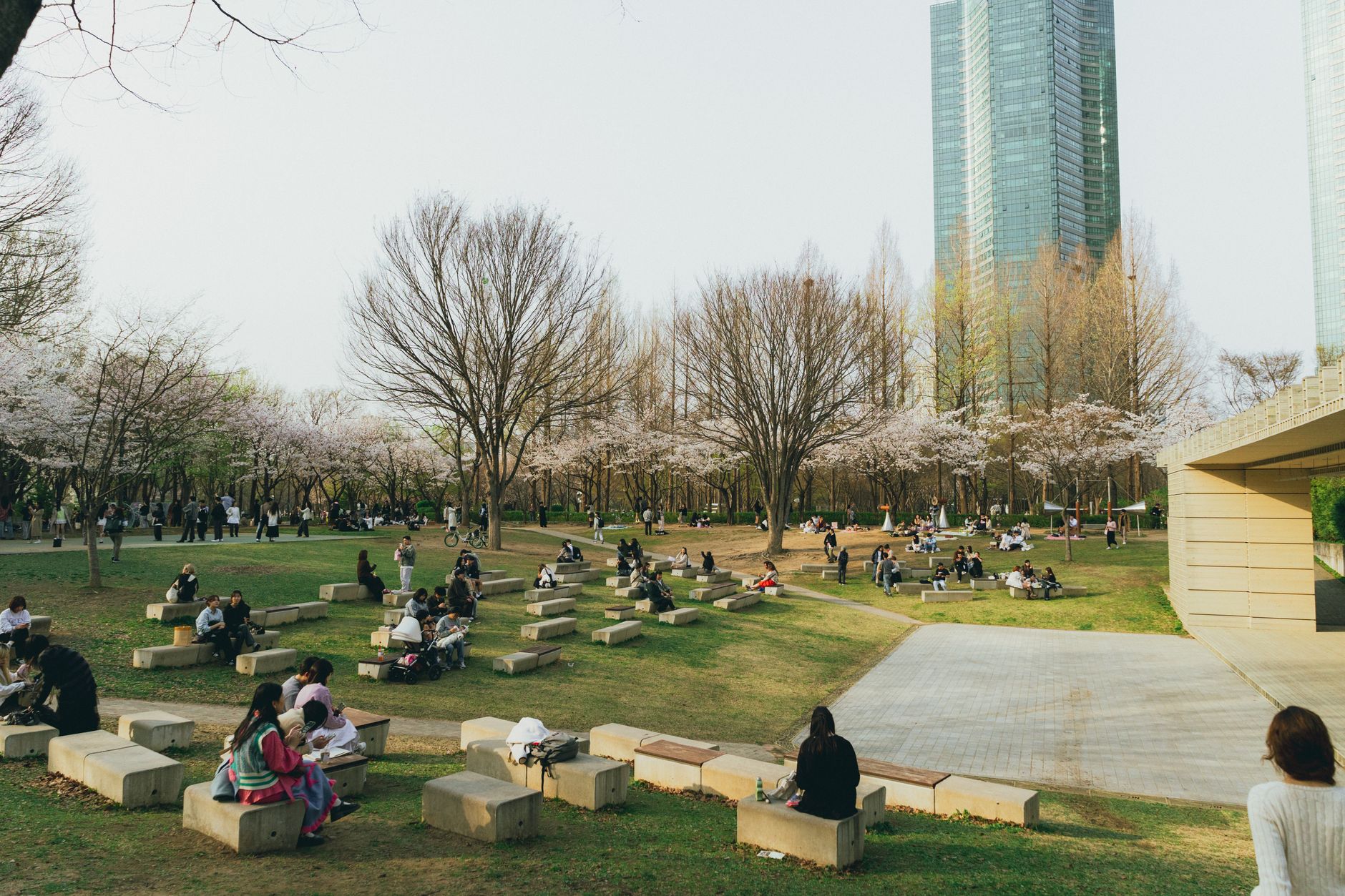 korean park green lawn family picnic spring