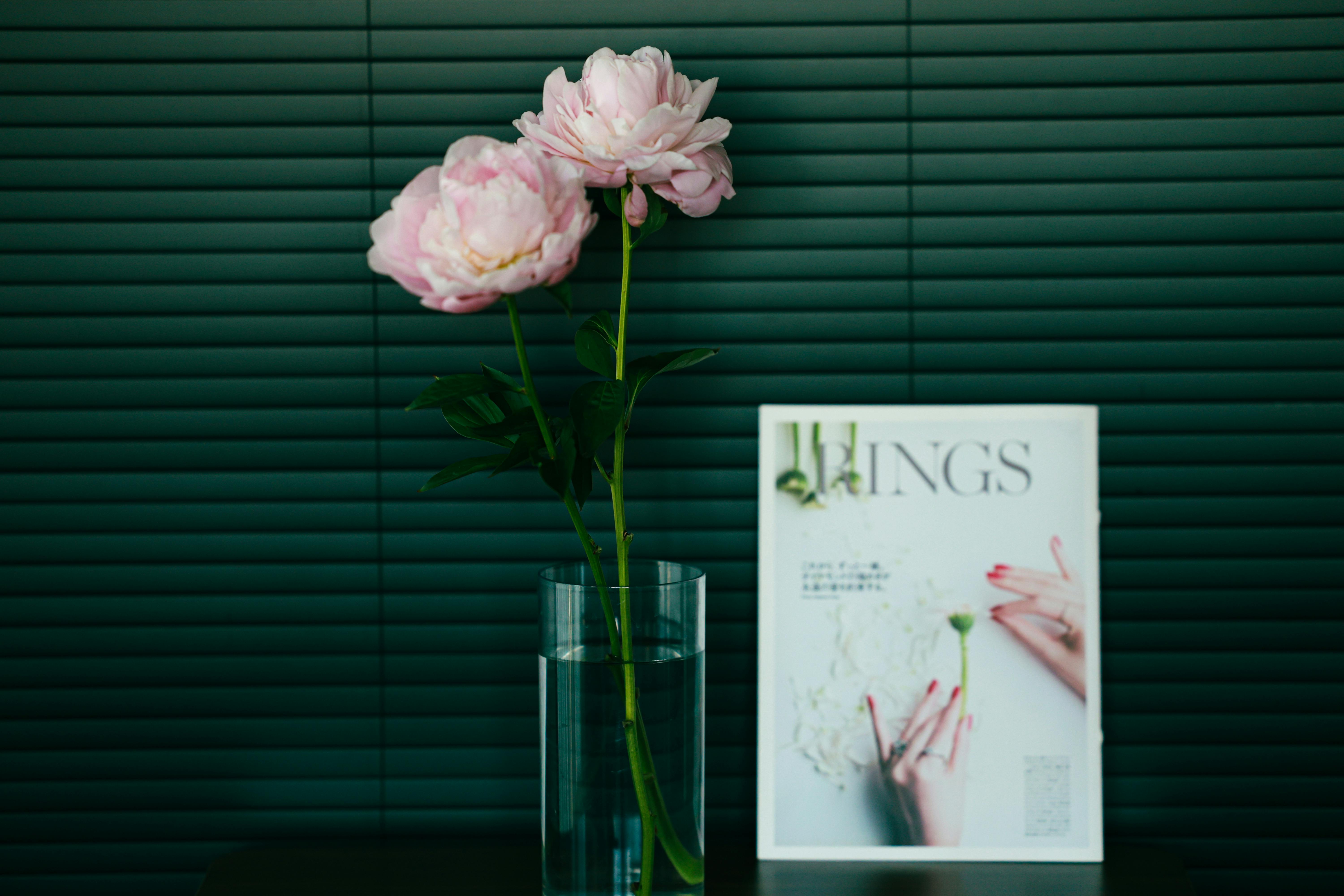 Gratuit Bujori roz într-o vază transparentă lângă o revistă, frumos așezați pe fundalul unor jaluzele întunecate. Fotografie de stoc