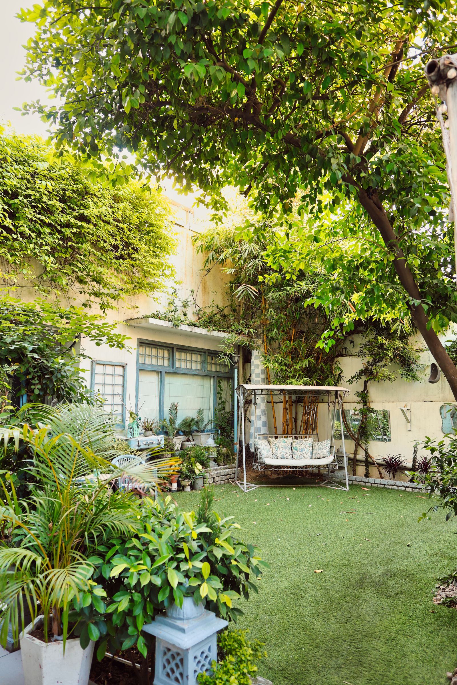 Neatly pruned tree canopy on a Sydney property