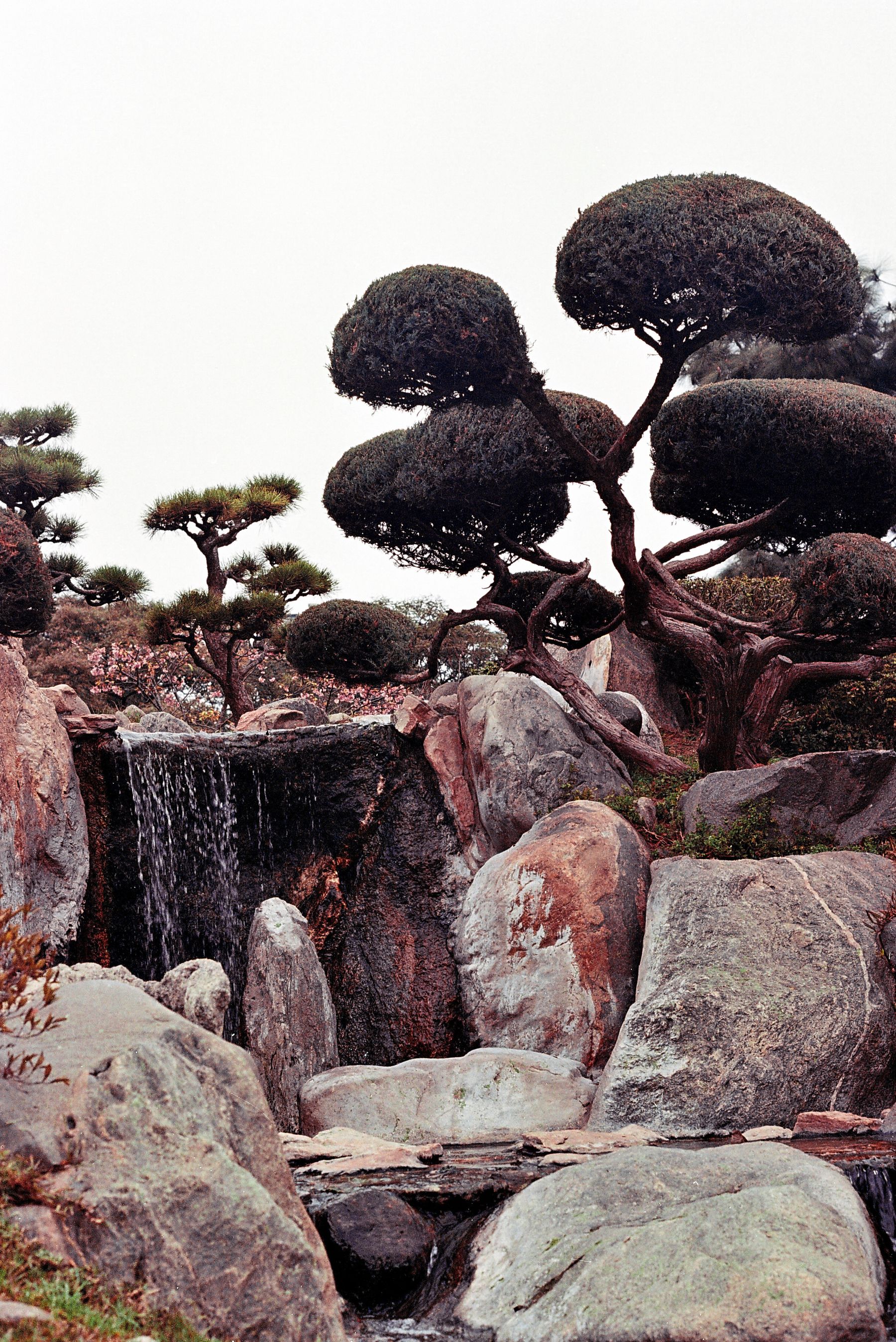 Rustige zentuin met zorgvuldig gevormde bomen, rotsen en een kleine waterval