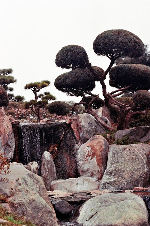 Free Peaceful Zen garden scene featuring bonsai trees and a waterfall among stones. Stock Photo