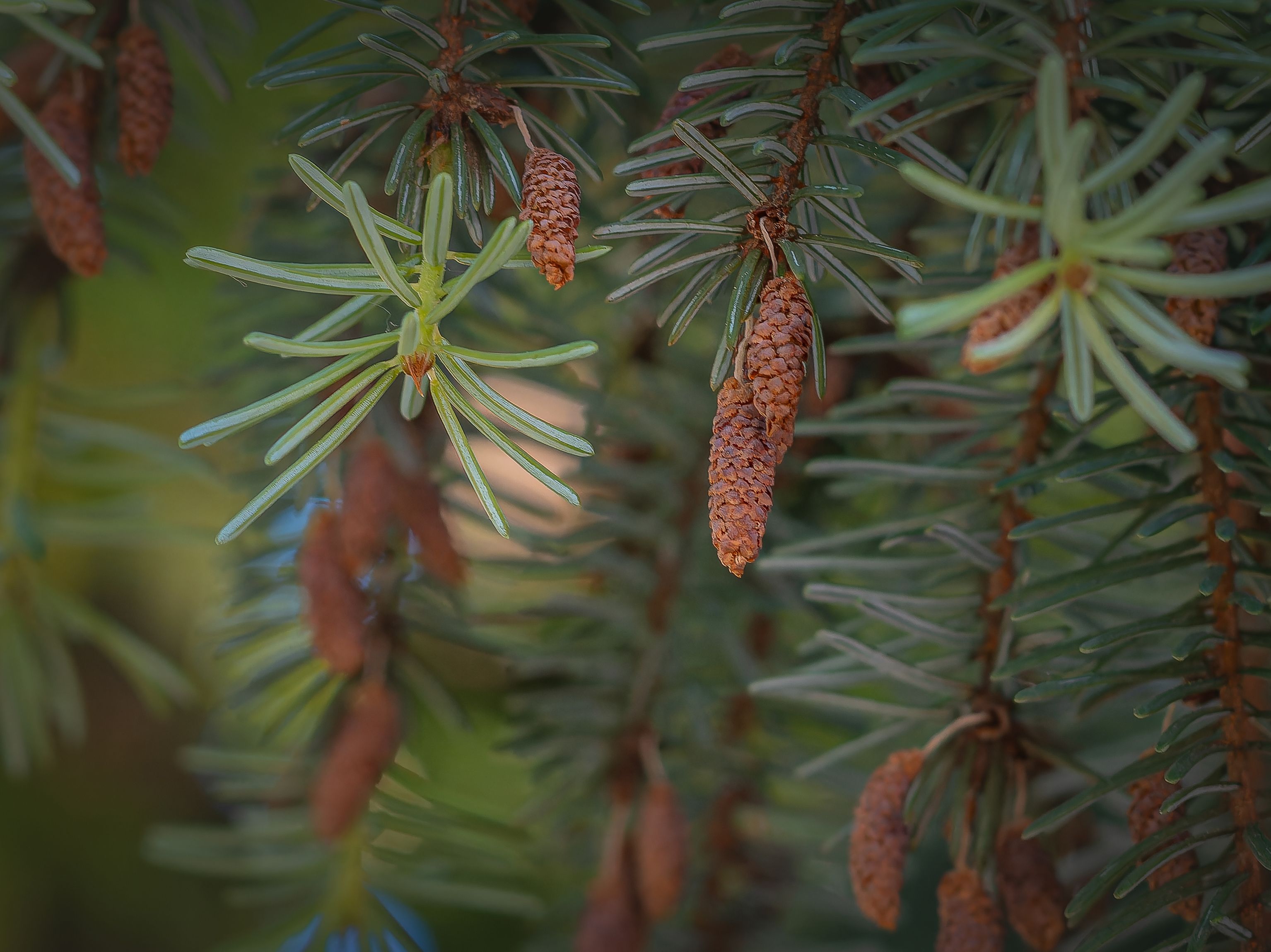 Macro shot of a pine tree branch showing detailed evergreen needles and cones.