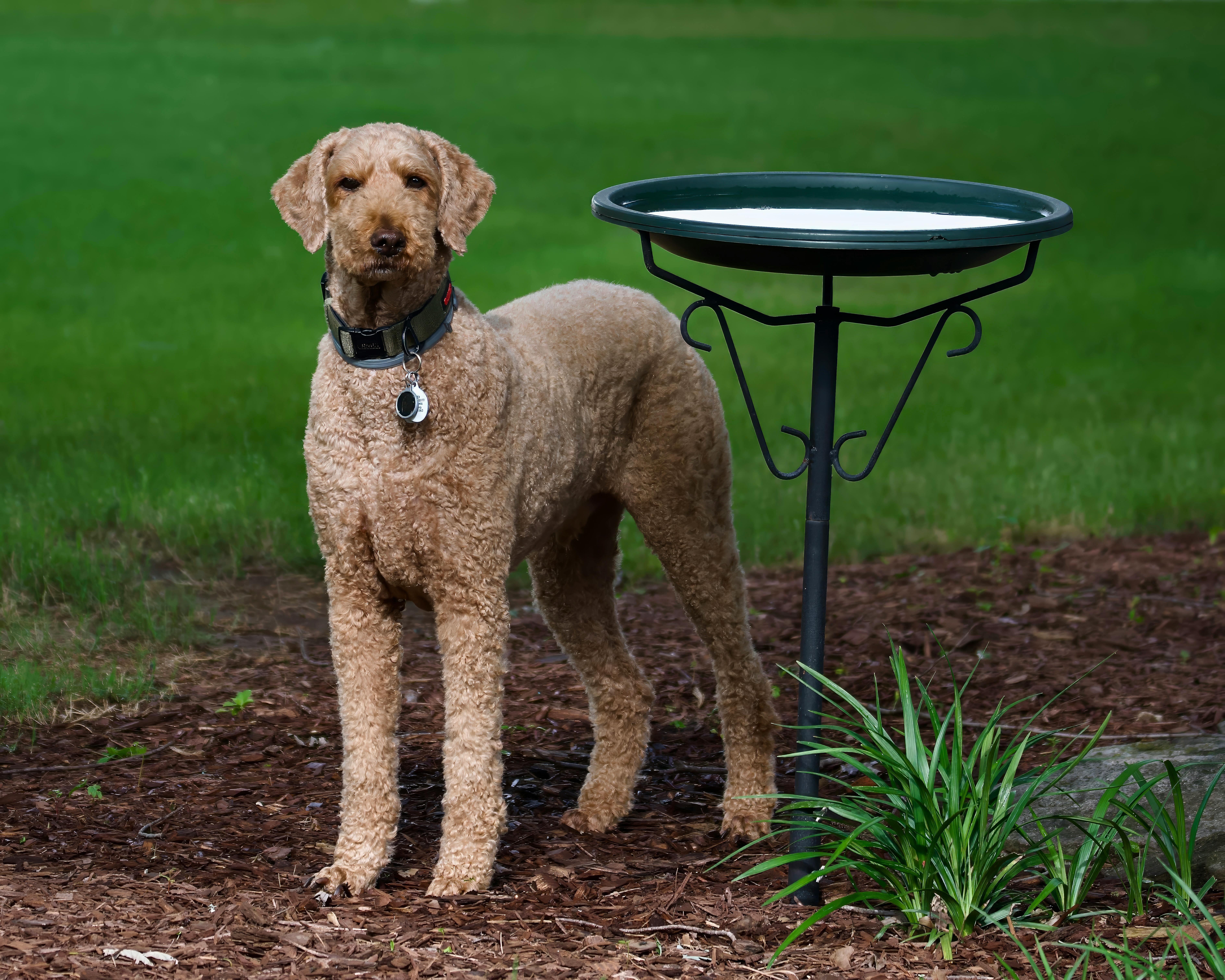 Curly-Coated Retriever