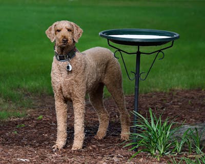 Curly-Coated Retriever