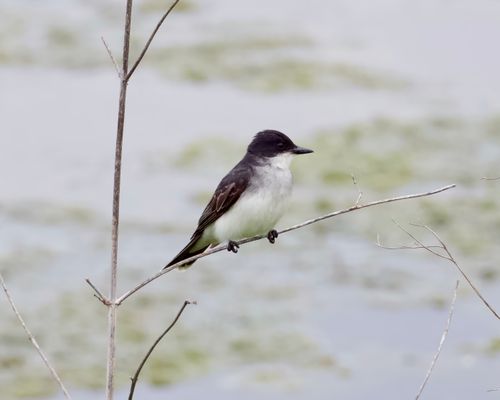 Free An Eastern Kingbird rests gracefully on a branch by a tranquil waterside in Decatur, Alabama. Stock Photo