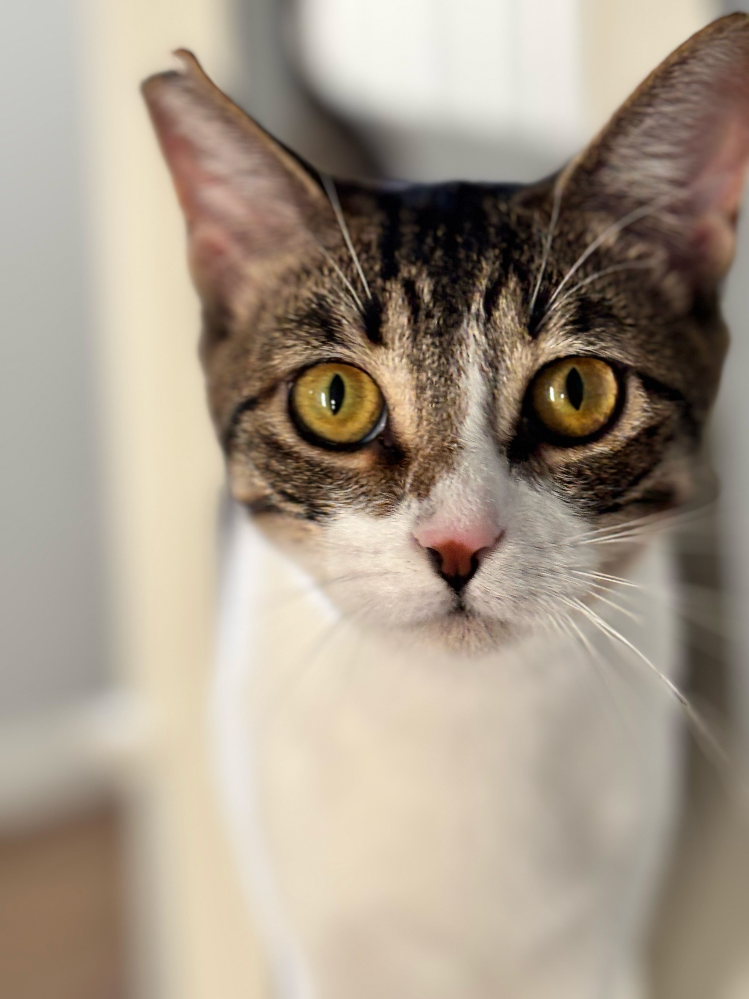 A captivating close-up of a domestic cat with striking eyes indoors.